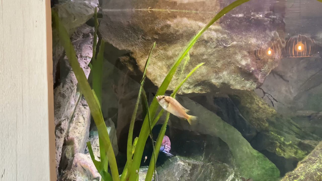 Astatotilapia burtoni female protecting fry
