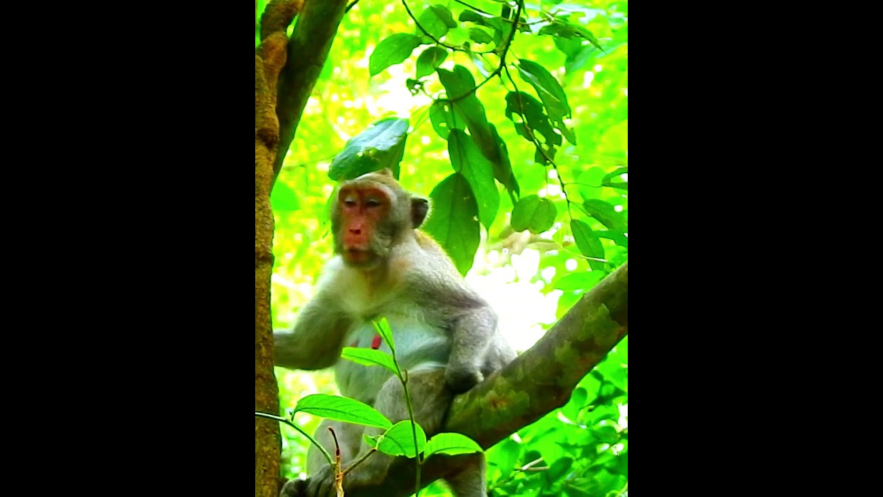 Pity Monkey's Wildlife 327