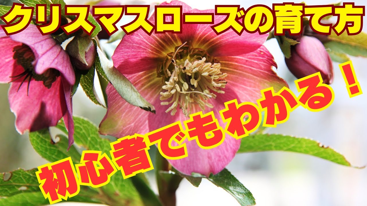 クリスマスローズの育て方　2025冬　株選び・置き場所・水やり・肥料・病害虫
