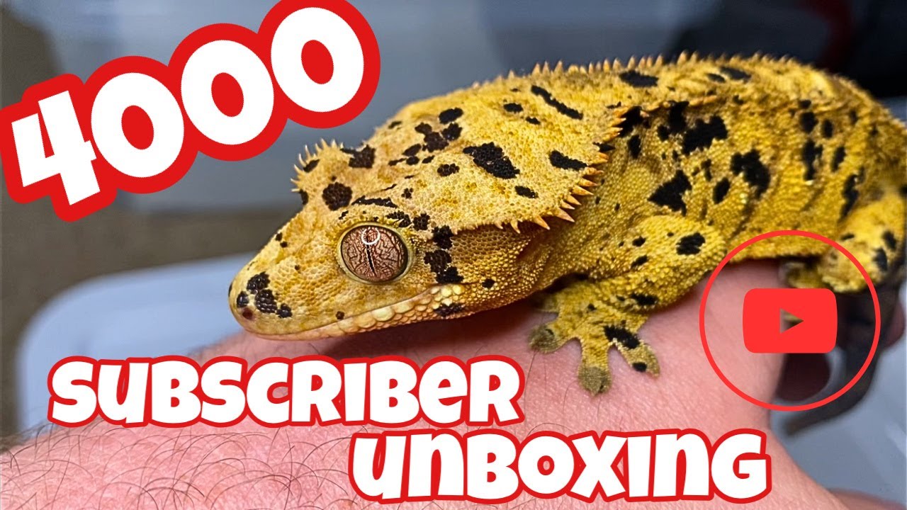 UNBOXING beautiful DALMATIAN GECKOS!!