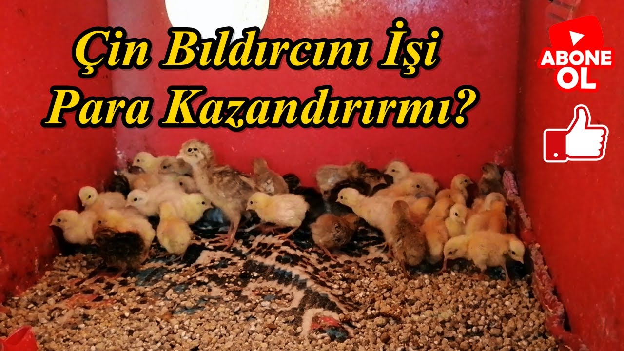 Çin Bıldırcını Üretimi!/Çin Bıldırcını Bakımı Ve Satış Değeri Nedir?