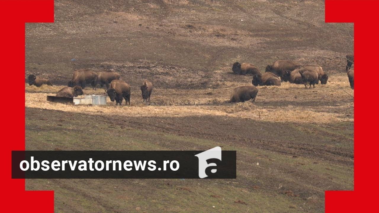 A luat 10 milioane de lei să aibă grijă de animale, dar le-a lăsat să moară de foame