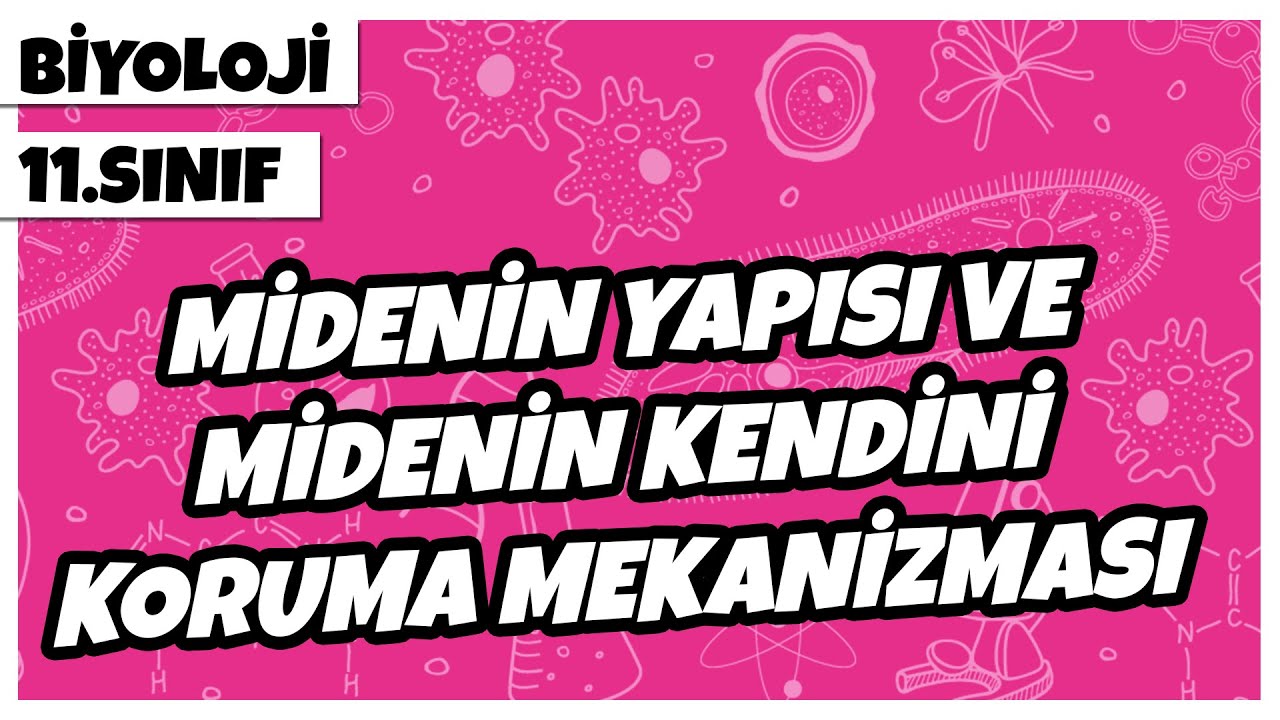 11. Sınıf Biyoloji - Midenin Yapısı ve Midenin Kendini Koruma Mekanizması | 2022