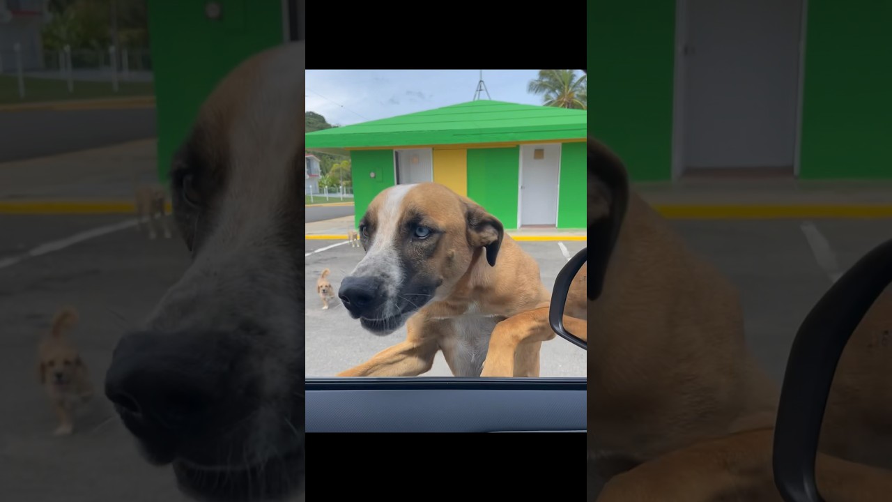 Feeding Stray Dogs at Beach in Puerto Rico