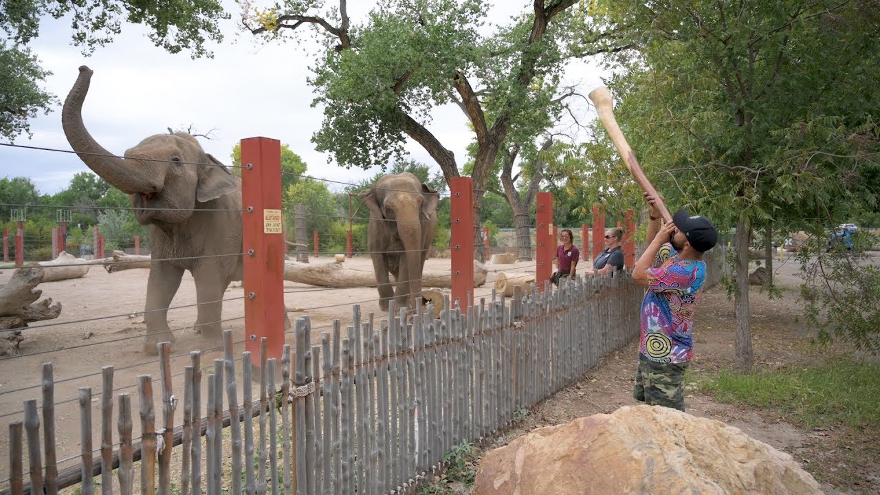 Elephants joyfully react to didgeridoo performance - ABQ BioPark Zoo