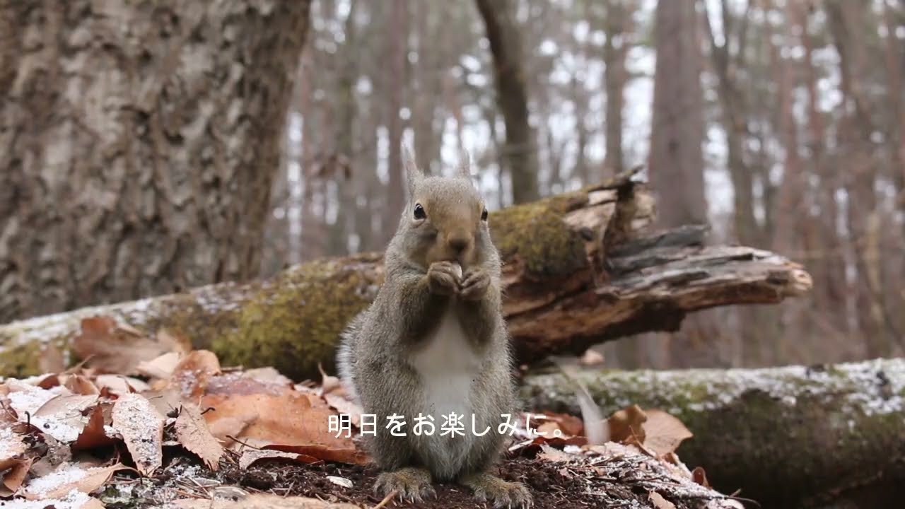 今日のニホンリス　２月１７日