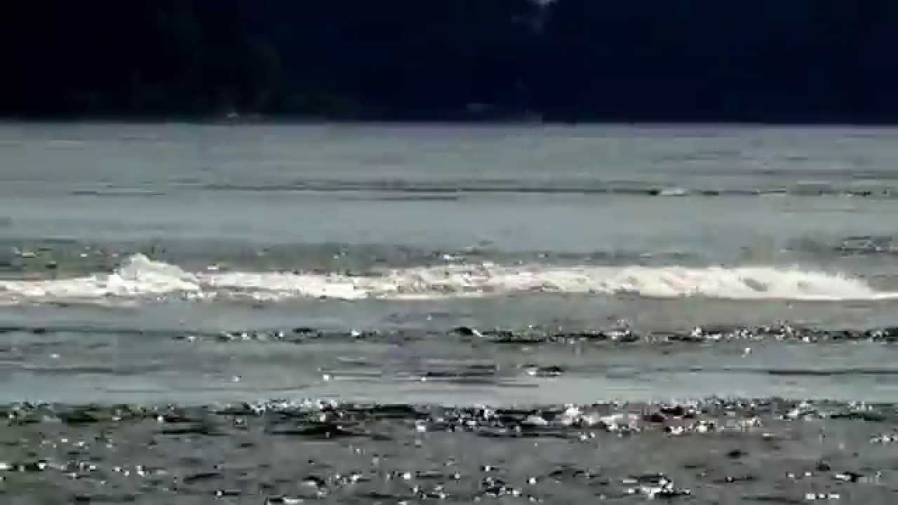 Orcas playing Browns Bay Campbell River Coastal Water Taxi and Transport Adventure Tour