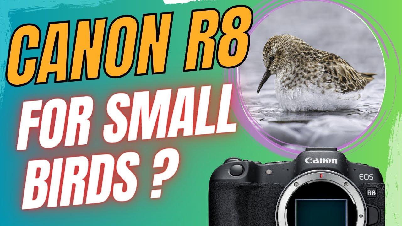 Canon R8 - Can You Use It for Bird Photography? Is 24 MP enough for small birds?