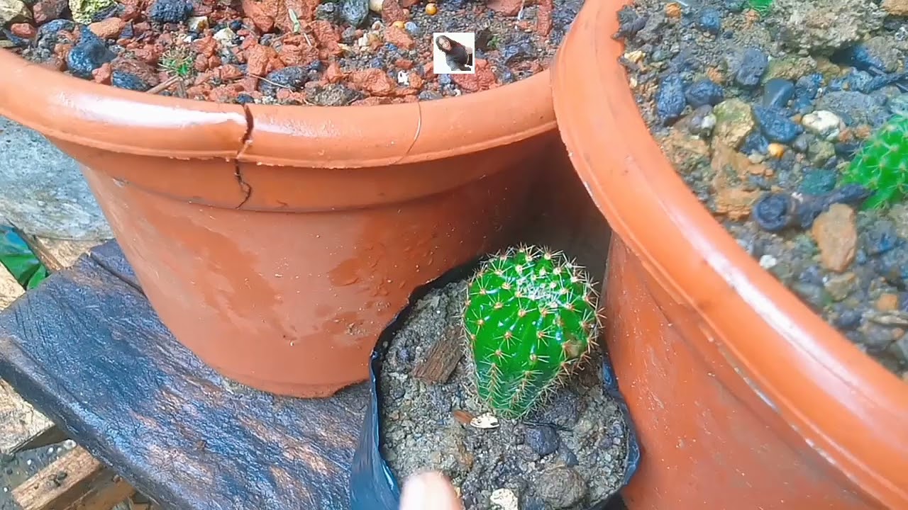 i flex lang nako akong cactus and succulents.