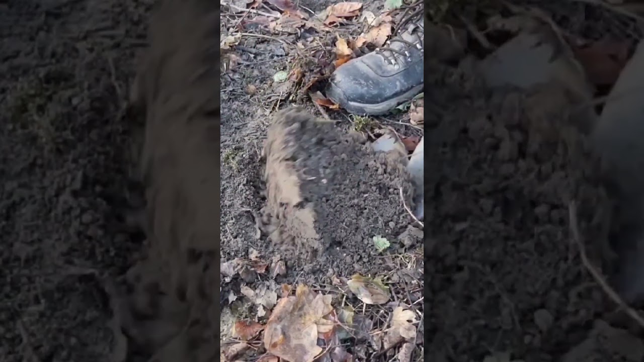 WW2 rounds found metal detecting next to a WW2 Pillbox 