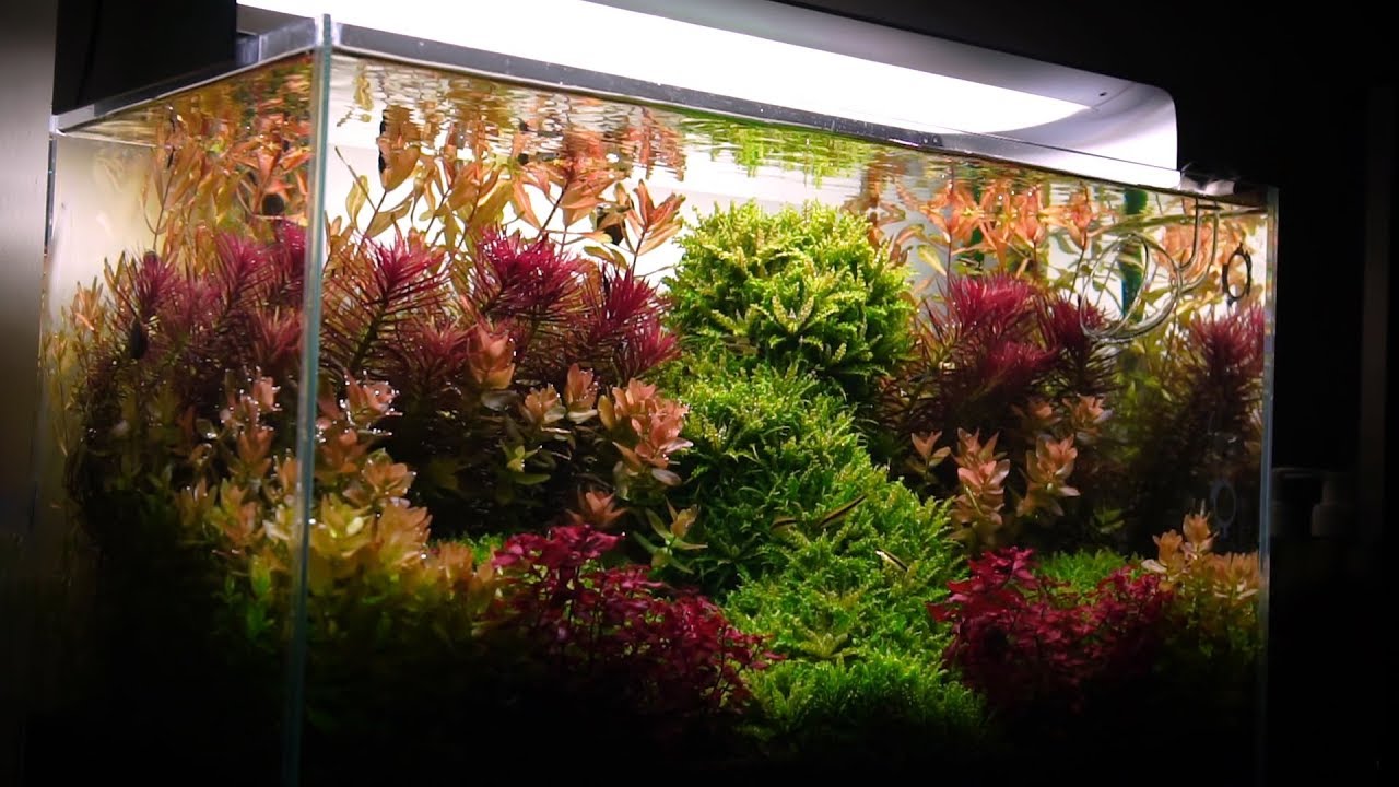 Farewell my Dutch style aquascape