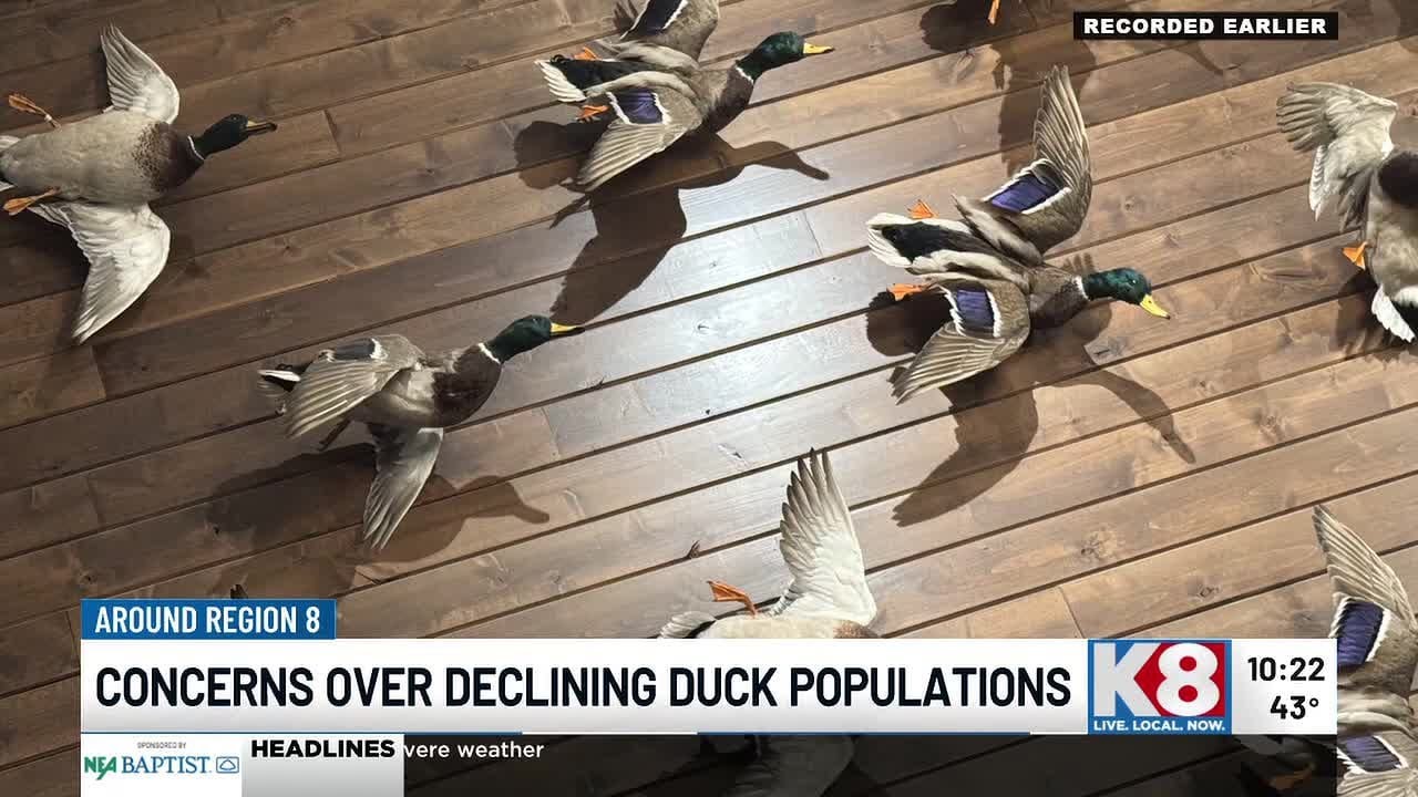 Lawmakers, hunters raise concerns over declining duck populations