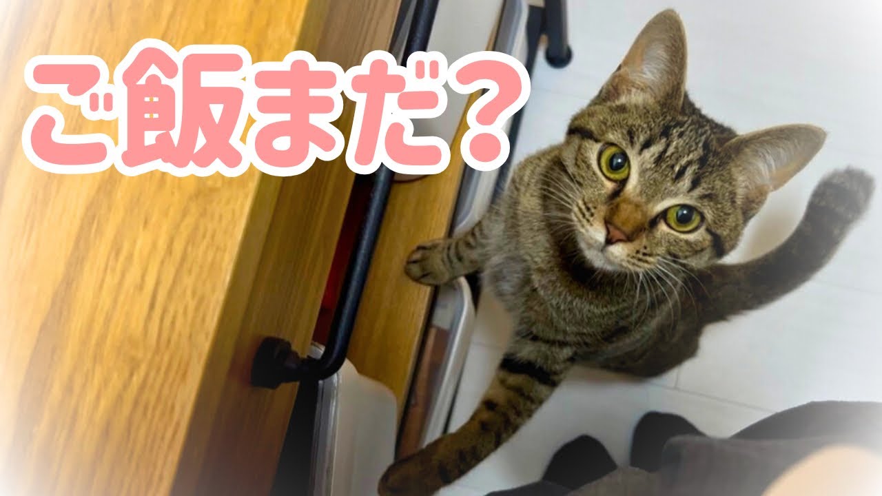 ご飯を待つ元保護猫の圧が凄すぎて耐え切れません…