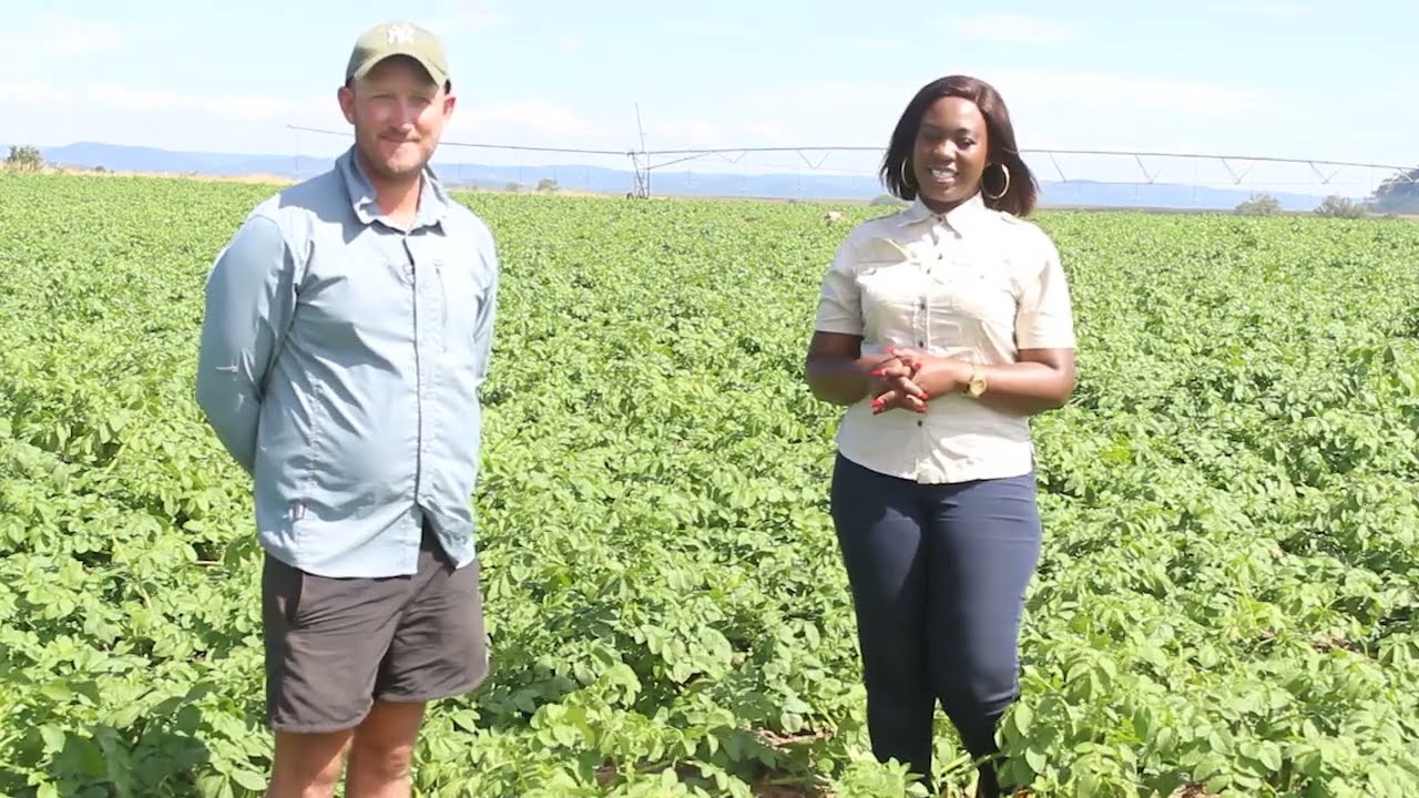 COMMERCIAL POTATO PRODUCTION with Nutrimaster IN ZIMBABWE
