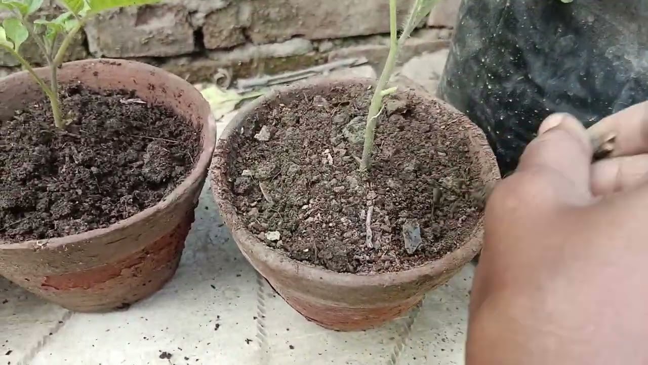 টমেটো গাছের সম্পূর্ণ পরিচর্যা #gachpagolpran #gardening 