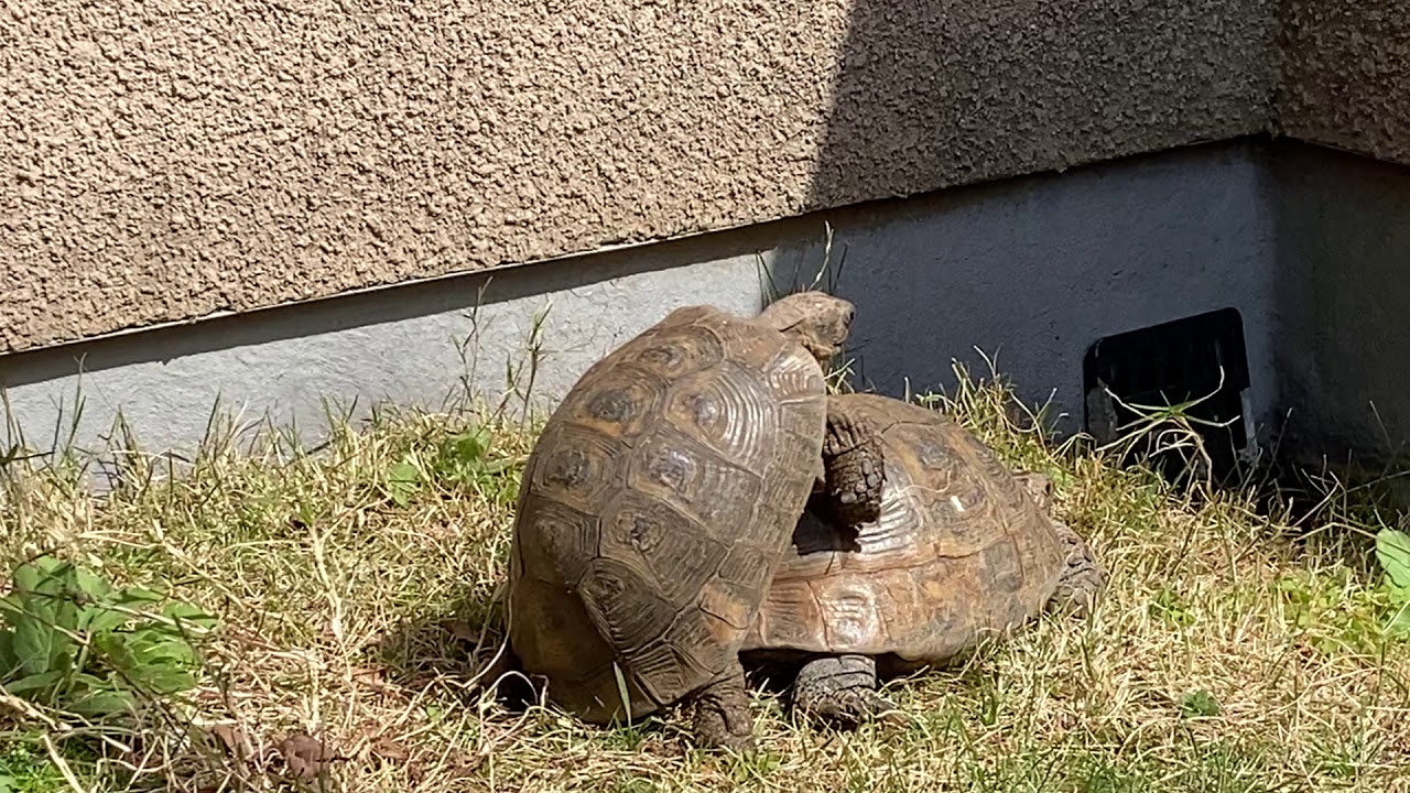2021年　ギリシャリクガメ繁殖　Greek tortoise breeding 2021