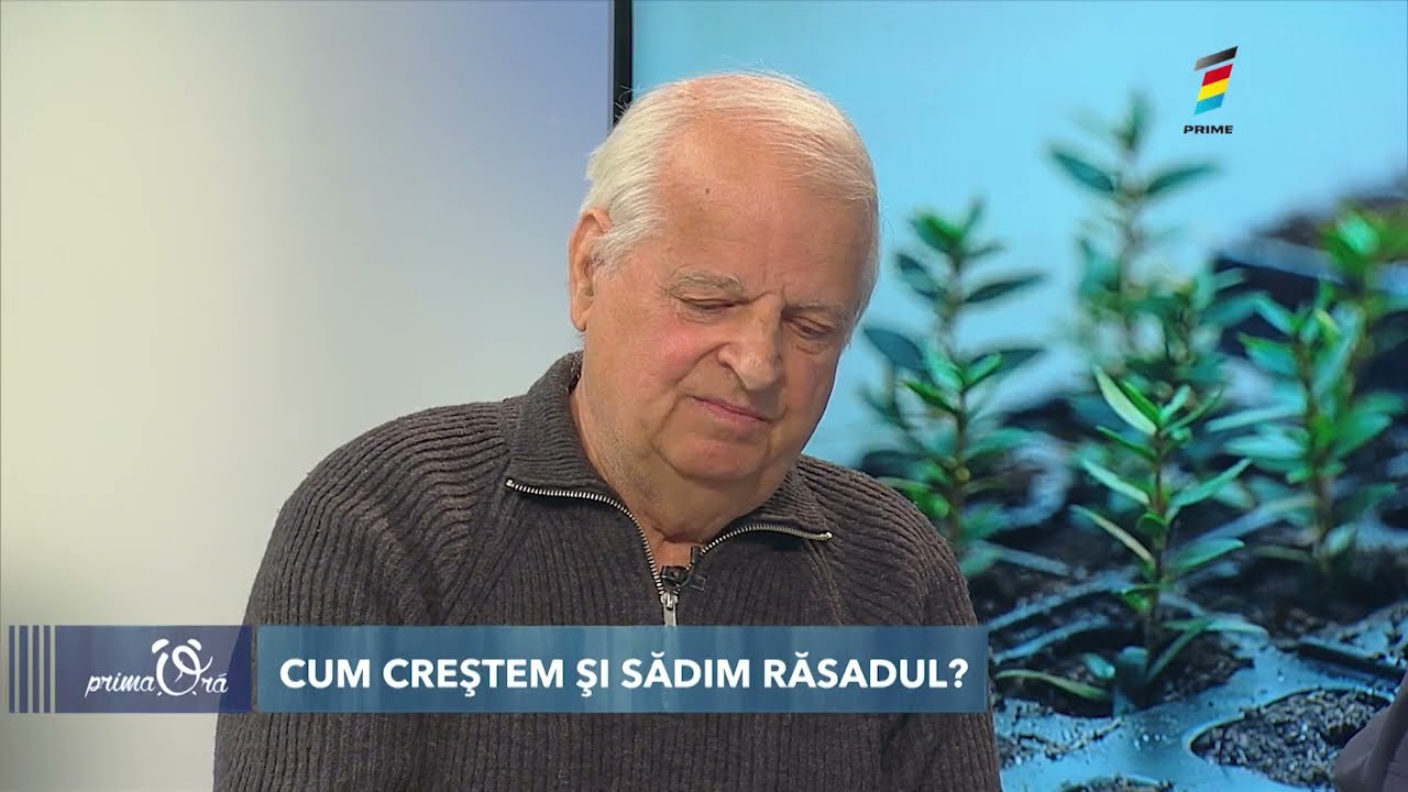TOTUL DESPRE RĂSAD - TEMPERATURĂ, SOL, SEMINŢE, SERE, TEREN DESCHIS, PERIOADA DE PLANTARE