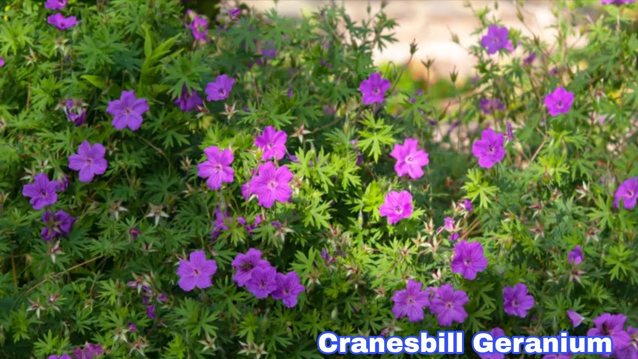 Types of Purple Flowers to Grow in Your Garden