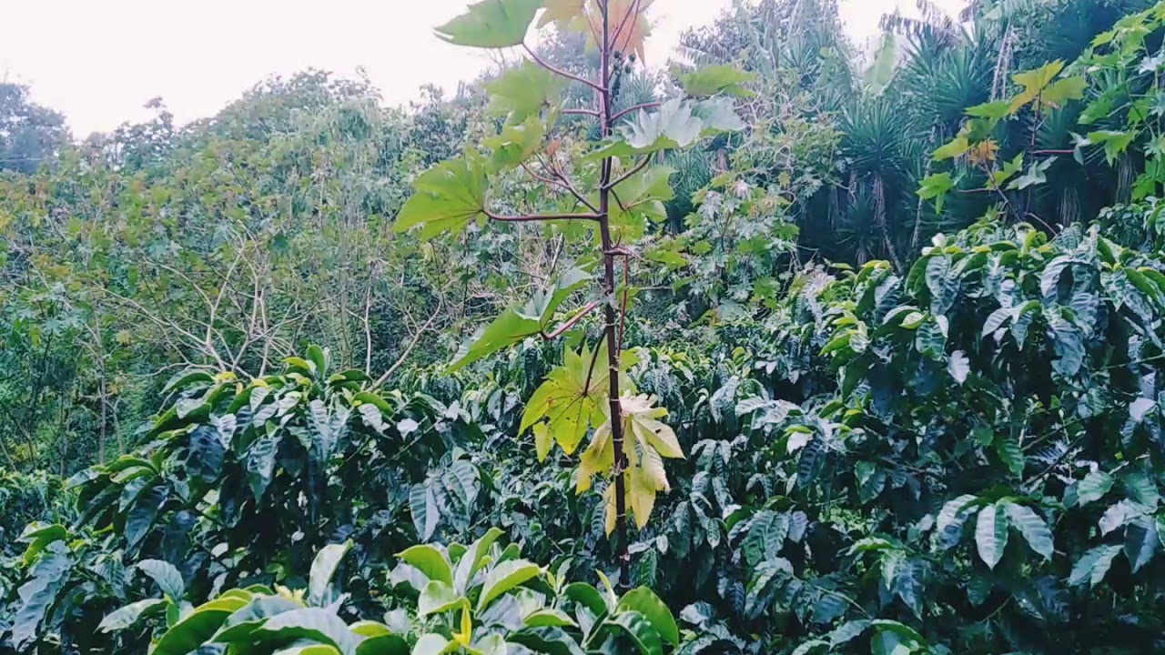 Café y Clima - La Alianza, San José de Colinas, S.B