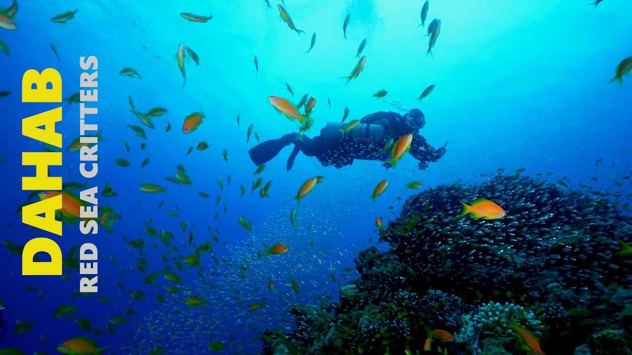 Crittersy z Morza Czerwonego - Dahab 2022 / Red Sea Critters - diving in Dahab