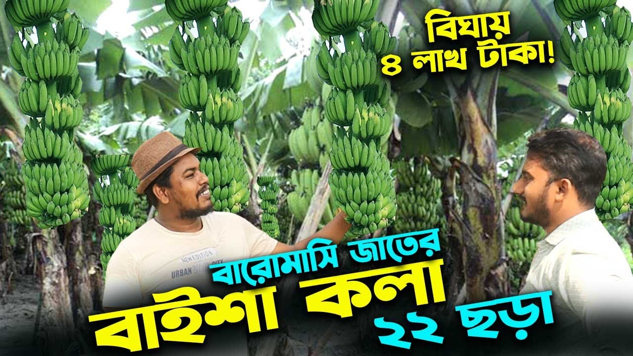বারোমাসি বাইশা কলা চাষে বিঘায় ৪ লাখ টাকা বিক্রি | উদ্যোক্তার খোঁজে