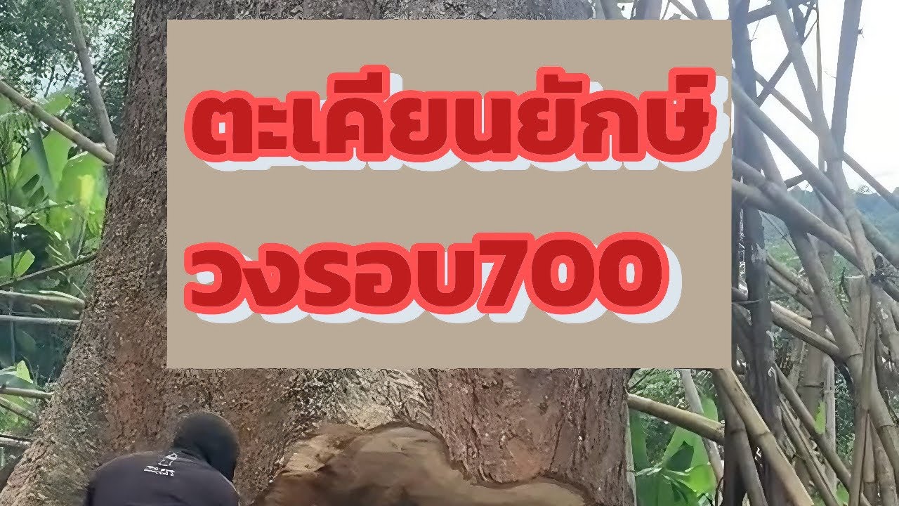 บังลุค ไม้ใหญ่ ล้มตะเคียนวงรอบ 700
