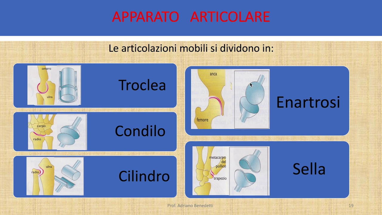 Le Articolazioni