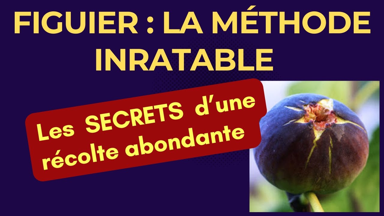 Figuier: La méthode inratable pour tailler un jeune figuier unifère ''Salviotte''