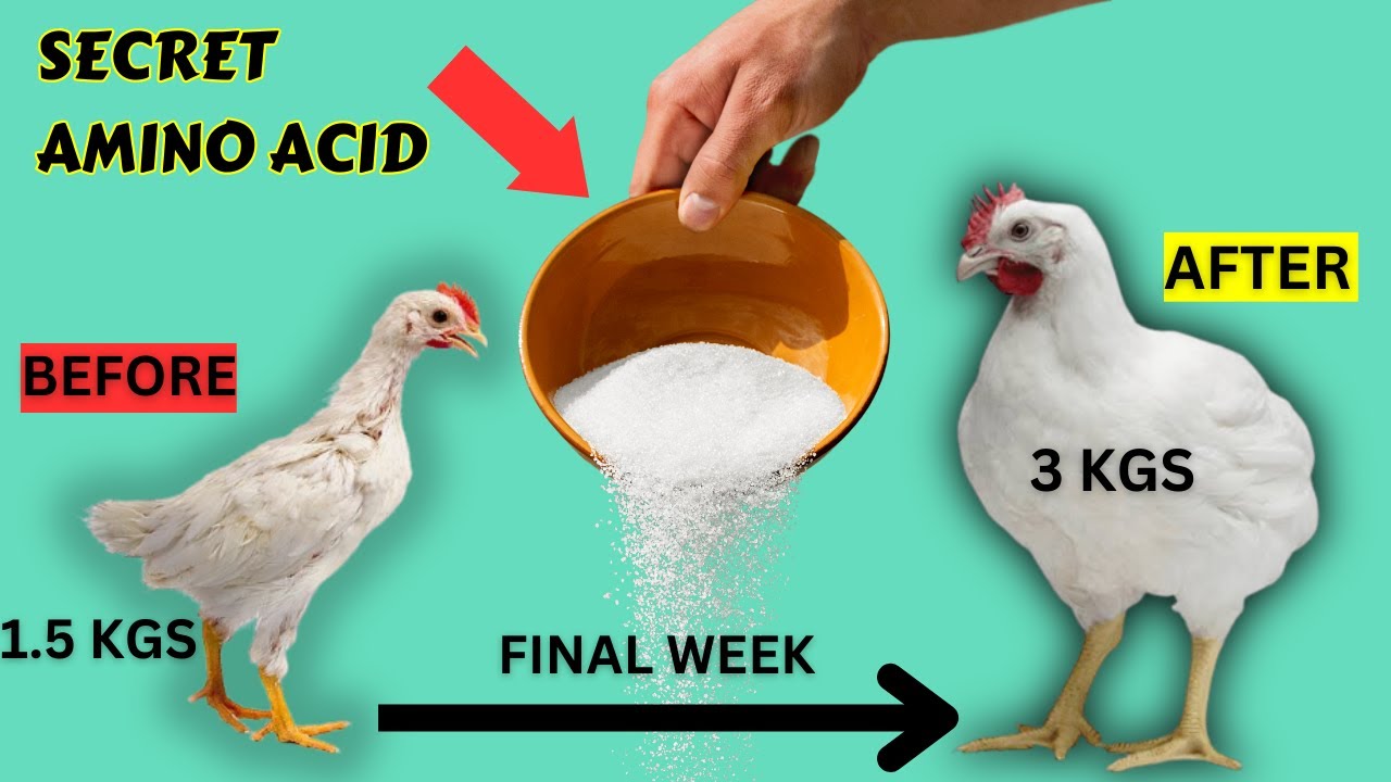 3KGS BOOSTING FINAL WEEK CHICKEN WEIGHT USING METHIONINE