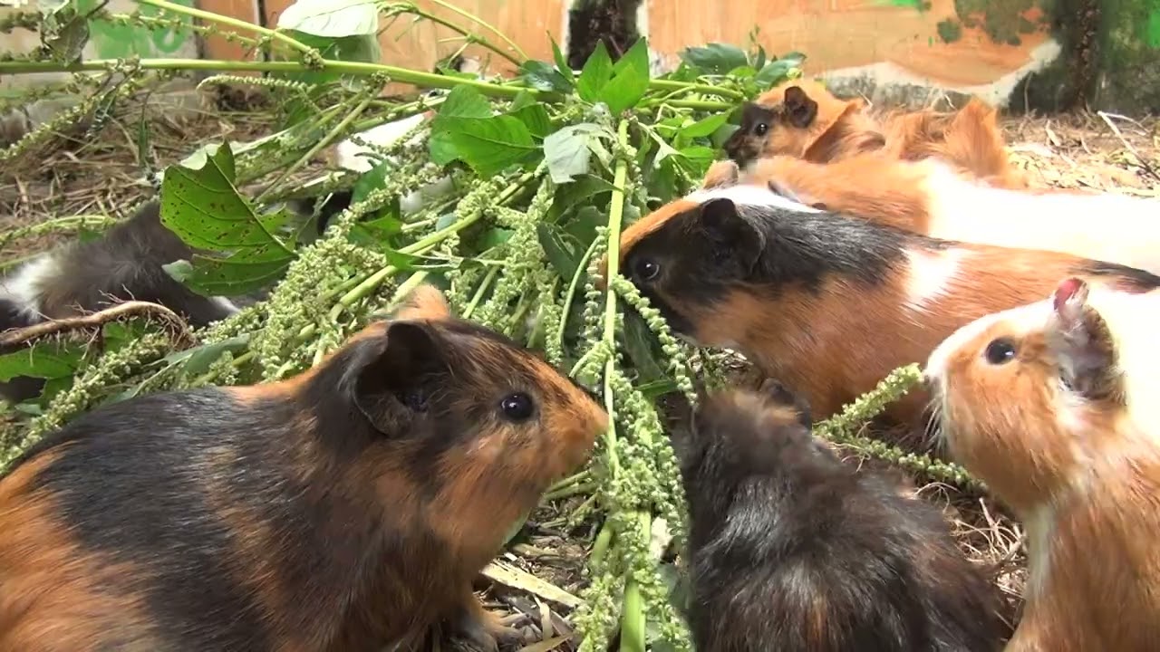Guinea Pig Morning Cam March 04 2026