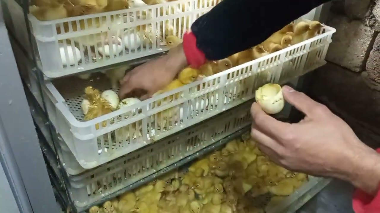Pekin Ördək balası maksimum çıxış. balalar satılır.050-743-87-31
