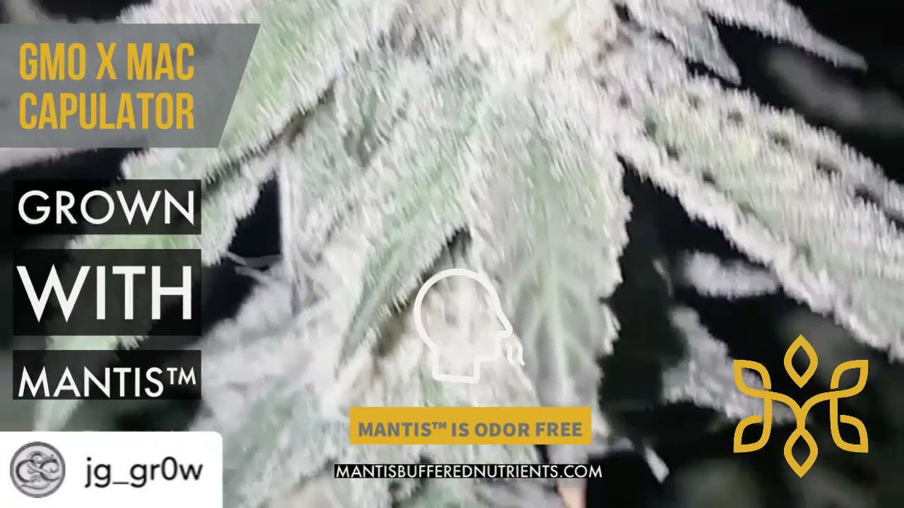 GMO X MAC Capulator - Grown with MANTIS