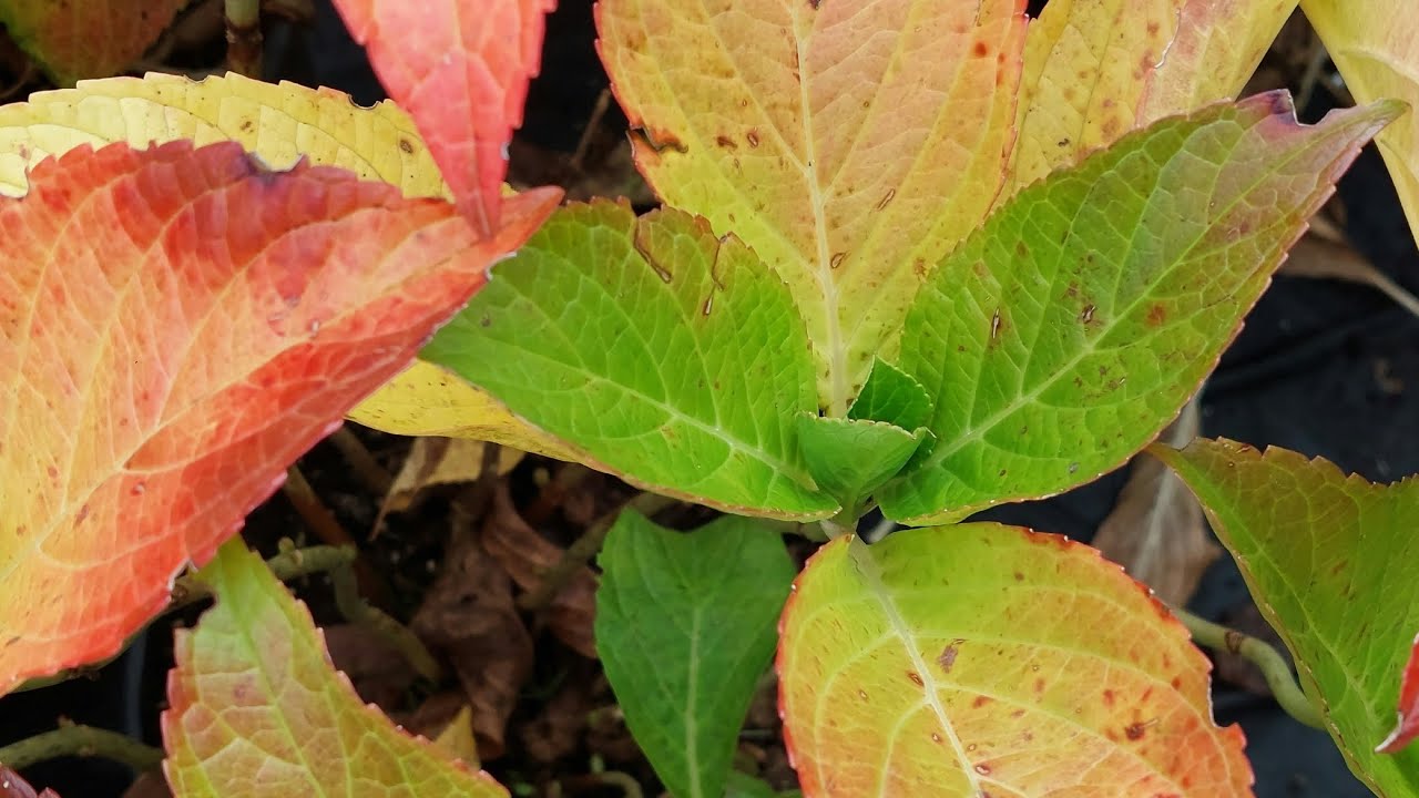 Гортензії перед зимівлею. Черенки, дорослі та квітучі кущики.