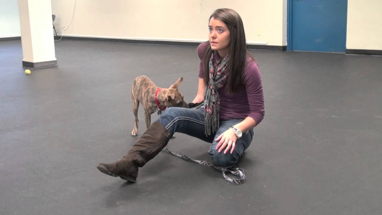 Training Small Dogs to Lay Down