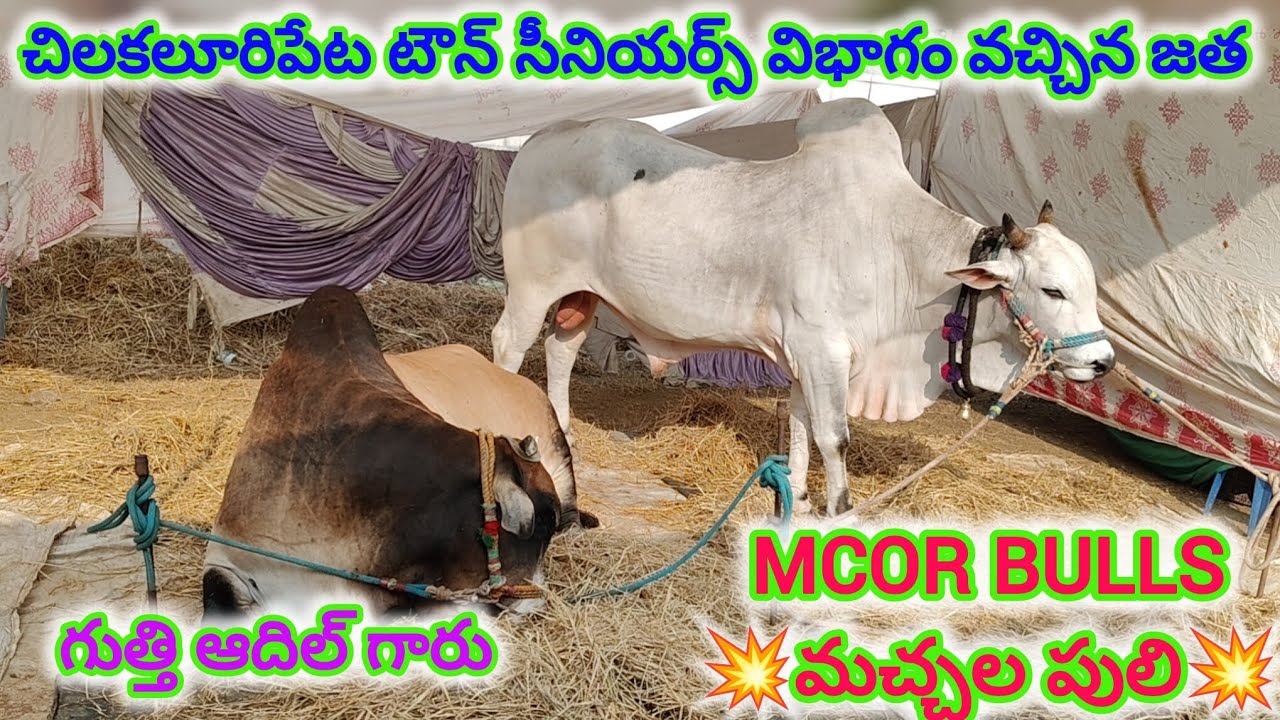 చిలకలూరిపేట టౌన్||సీనియర్స్ విభాగం వచ్చిన జత MCOR BULLS & గుత్తి ఆదిల్ గారు మచ్చలపులి & రెడ్ మిర్చి💥