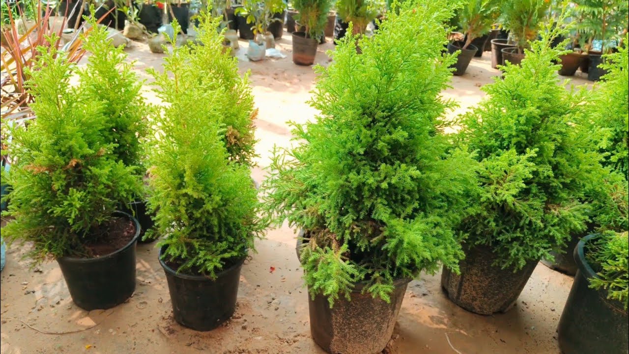 indoor Plants Collection Part 2 @ The Keshav Farm Plant Nursery