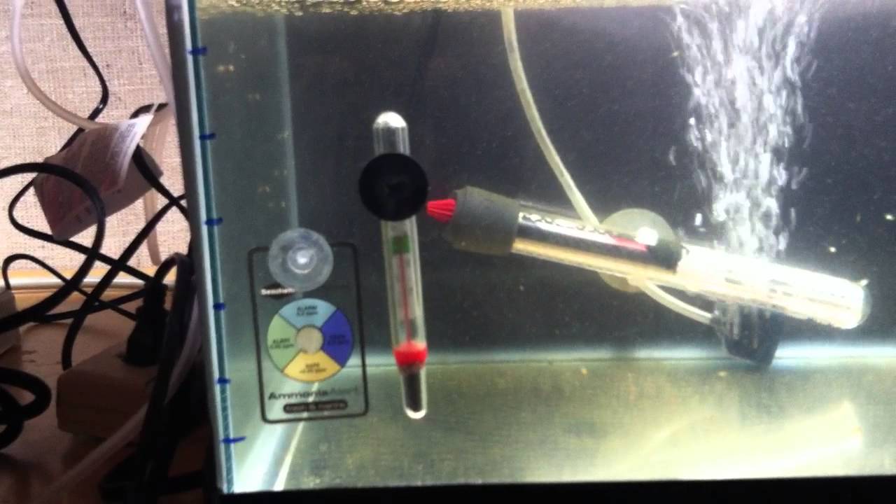 Clownfish Breeding Setup