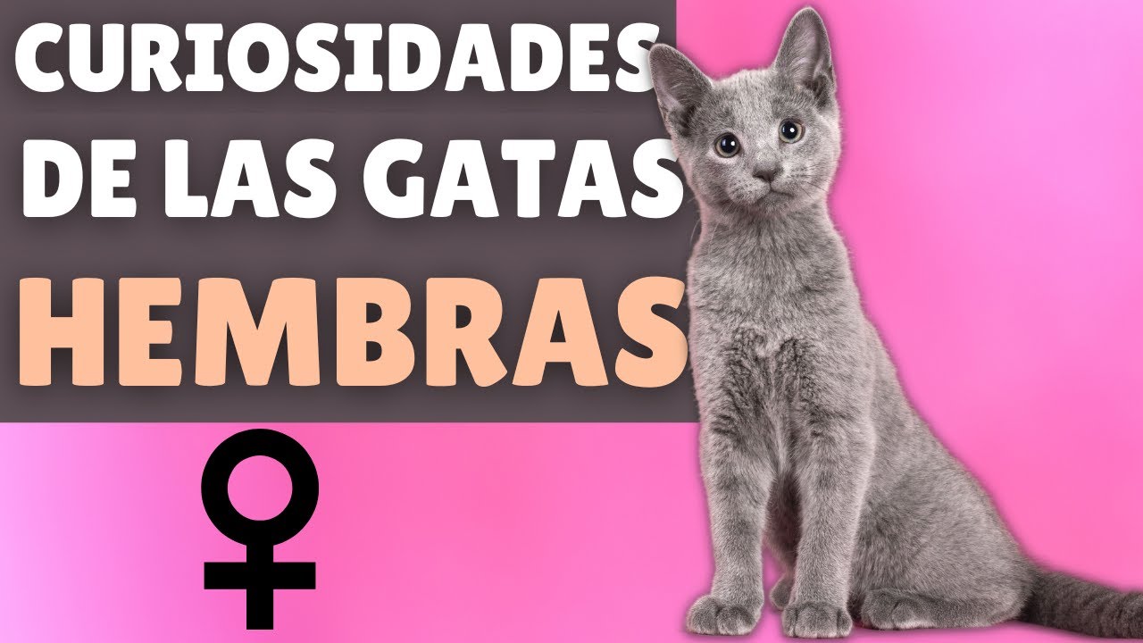 8 datos sorprendentes sobre las GATAS HEMBRA