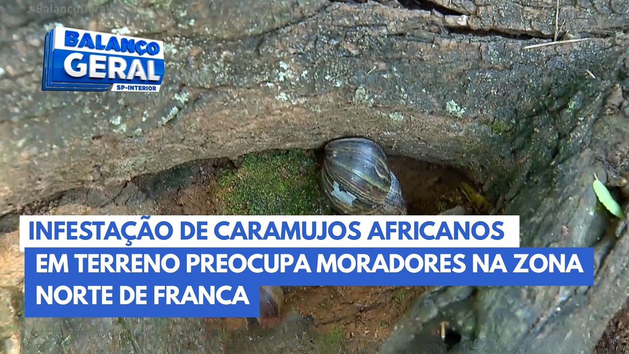 Infestação de caramujos africanos em terreno preocupa moradores na zona norte de Franca