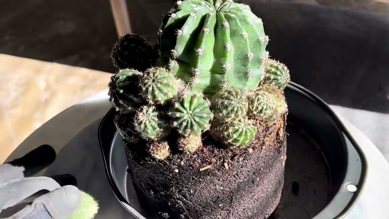 Removing 20 Easter Lily Cactus Pups
