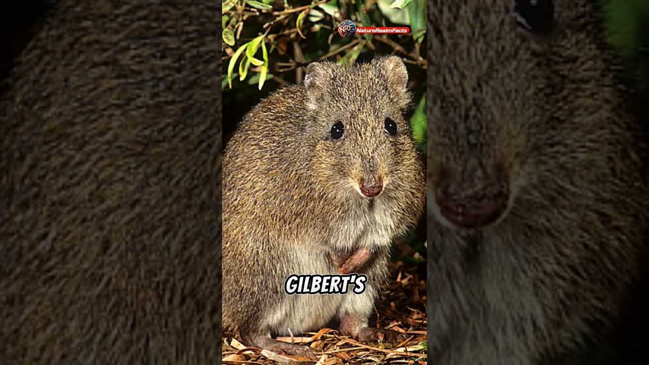 Gilbert's Potoroo: Australia's Rare Gem! #naturelovers #facts #wildlife