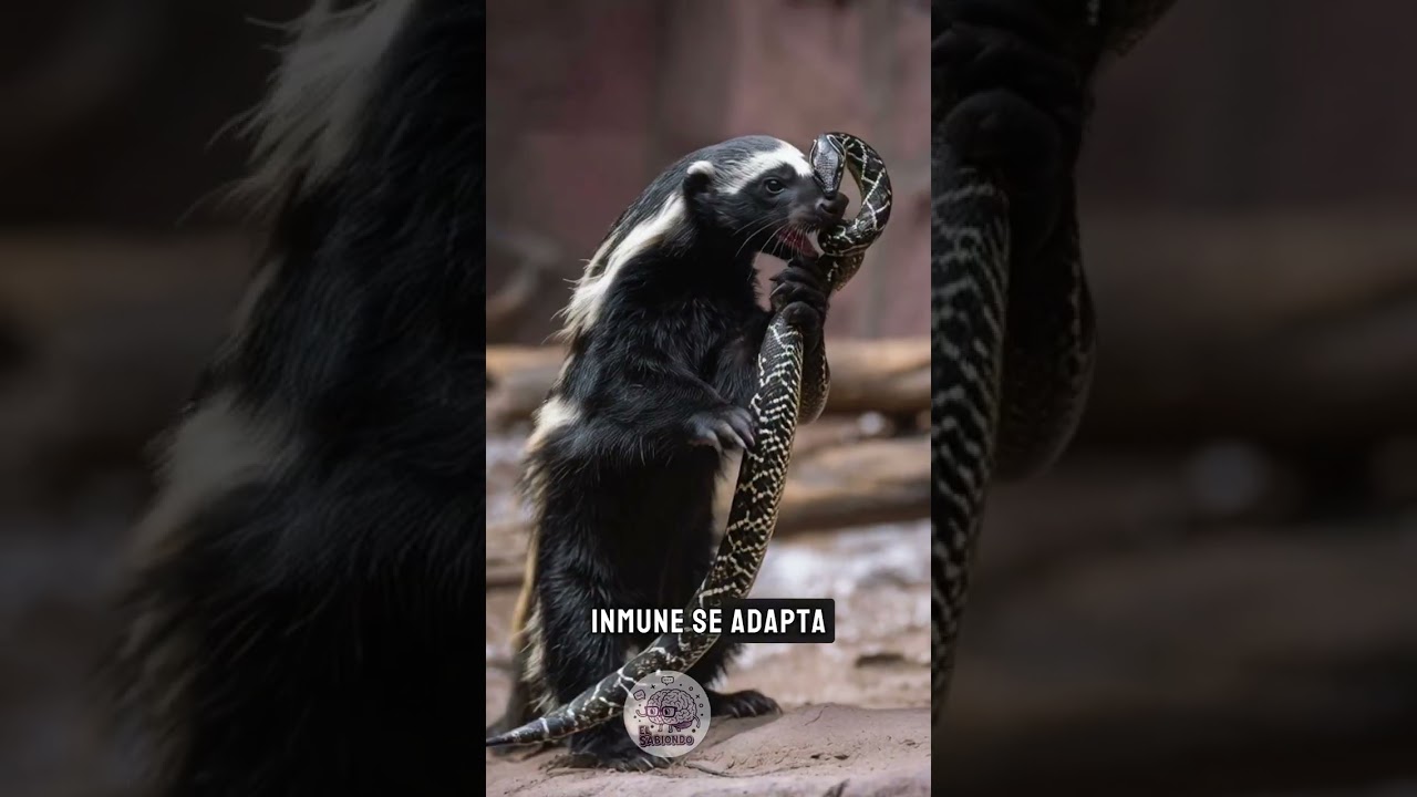 El tejón de miel el animal inmune al veneno