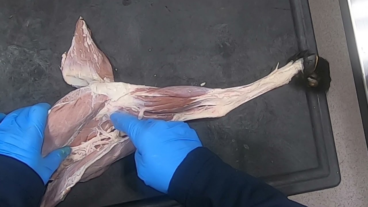Goat Reciprocal Apparatus