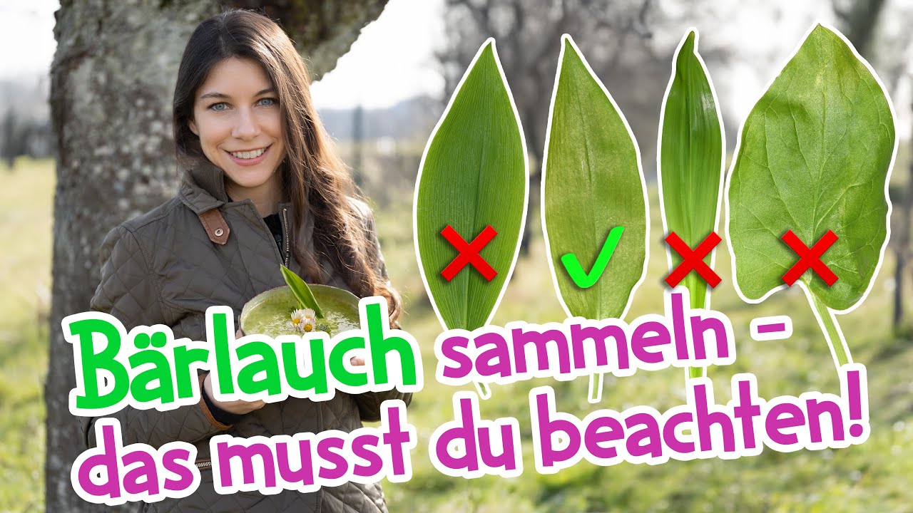 Bärlauch sammeln - das muss man beachten 🌱 Verwechslungsgefahren #bärlauch #wildkräuter #frühling