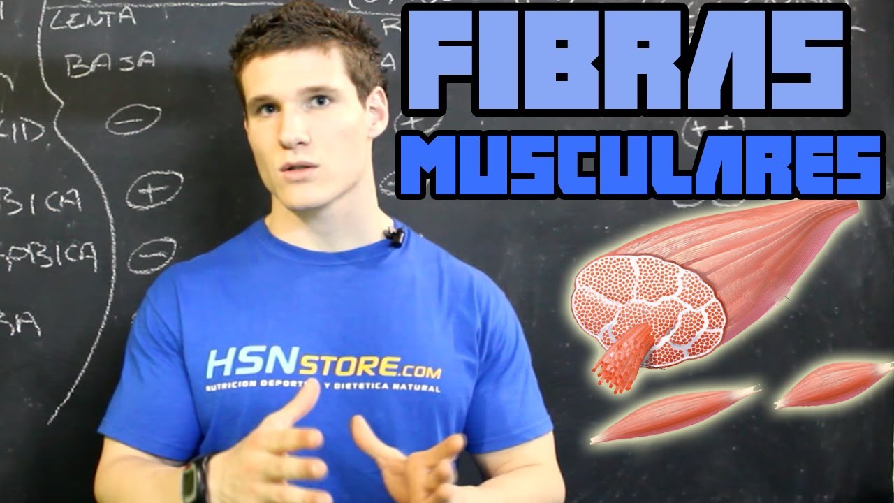 Fibras musculares