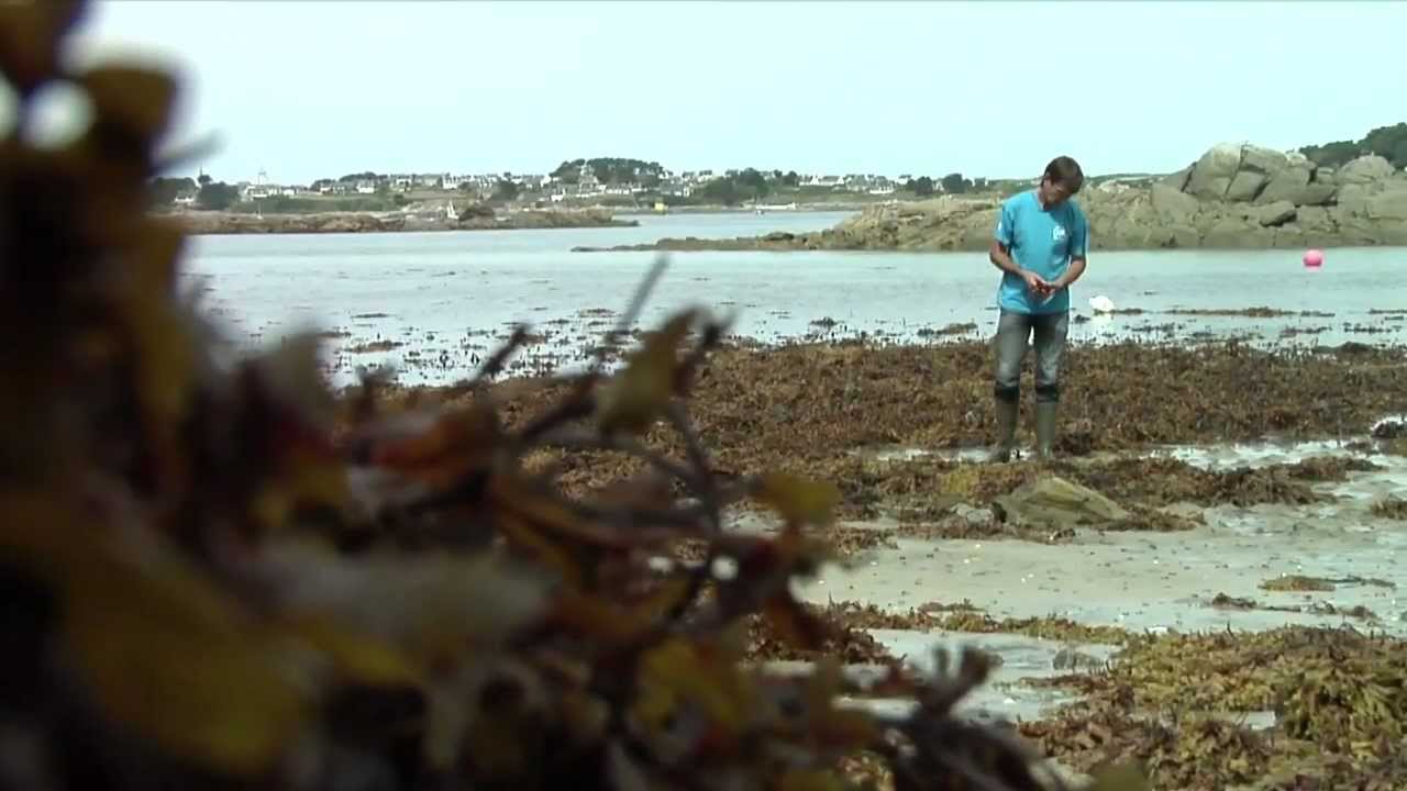 BRETAGNE - VALORISATION DES ALGUES (algues vertes) - ULVANS