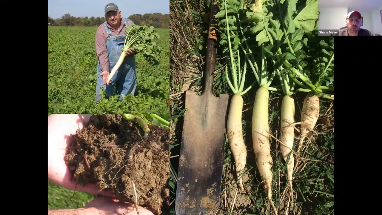 Cover Crop Deep Dive Series: Brassica and Broadleaf with Shane Meyer, Jay and Dave Brandt - March 24
