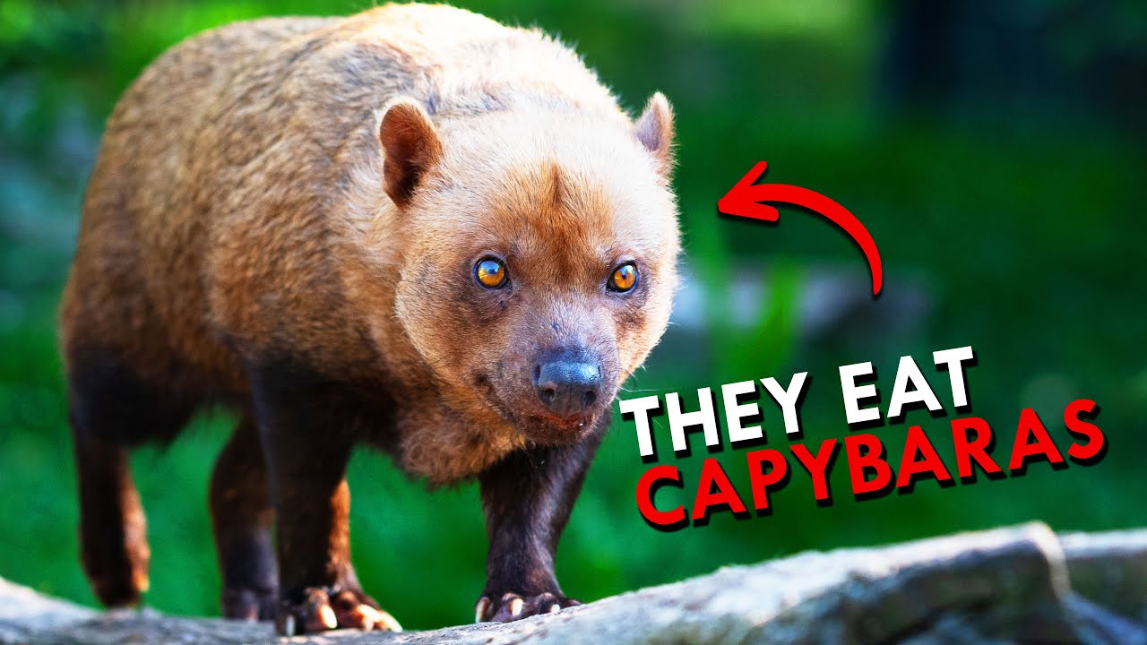 The Bush Dog Is So Rare They Thought It Was Extinct