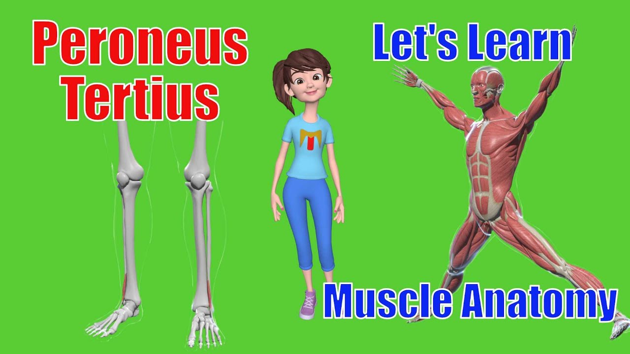 Peroneus Tertius Explained: The Real Clinical Take