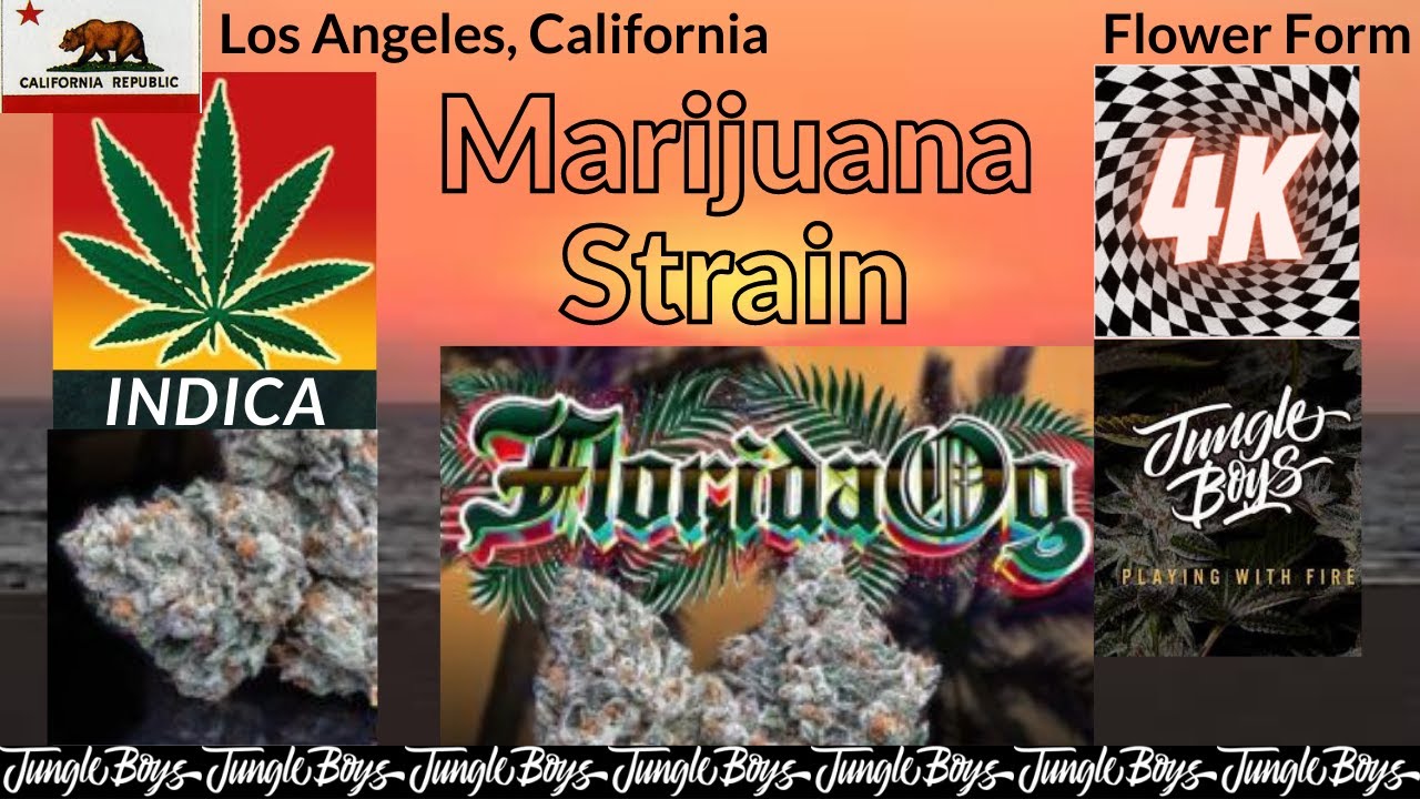 Florida OG Marijuana Strain Details & Top Picked Pictures &ldquo;Jungle Boys Genetics&rdquo;